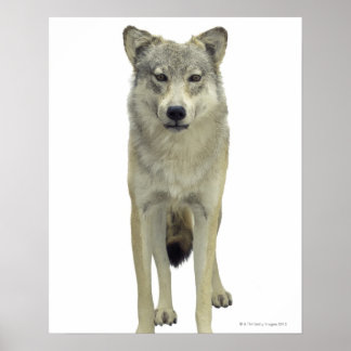 En varg poster