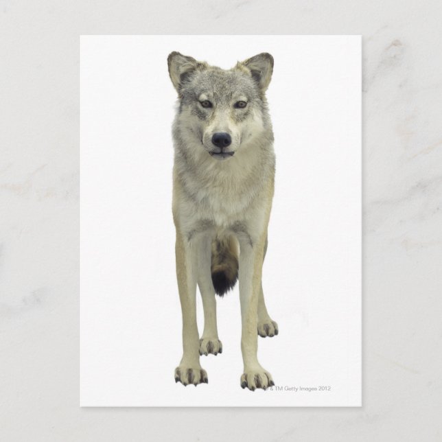 En varg vykort (Framsida)