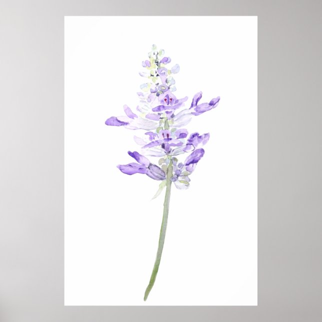 en vattenfärg för lila fernleaf lavender poster (Framsidan)