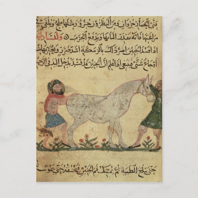 En veterinär som hjälper till att föda ett sto til vykort (Framsida)