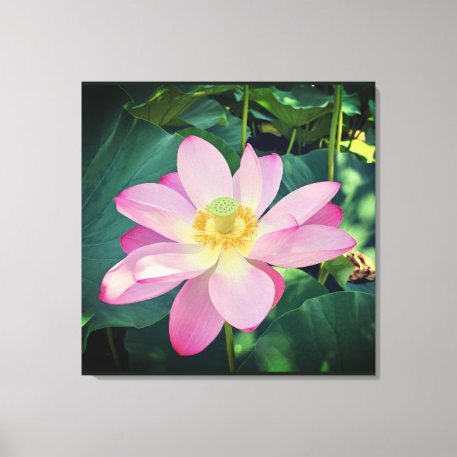 En vibrerande lotus-blomma canvastryck (Framsida)