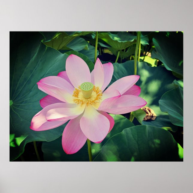 En vibrerande lotus-blomma poster (Framsidan)