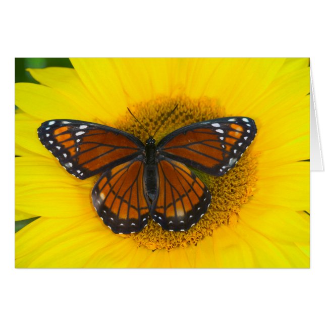 En vicekungfjäril | Limenitis Archippus Hälsningskort (Framsidan Horizontal)