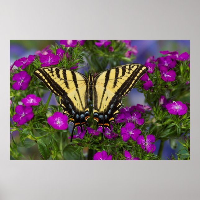 En vicekunglig fjäril på mörkt rosa blommor poster (Framsidan)