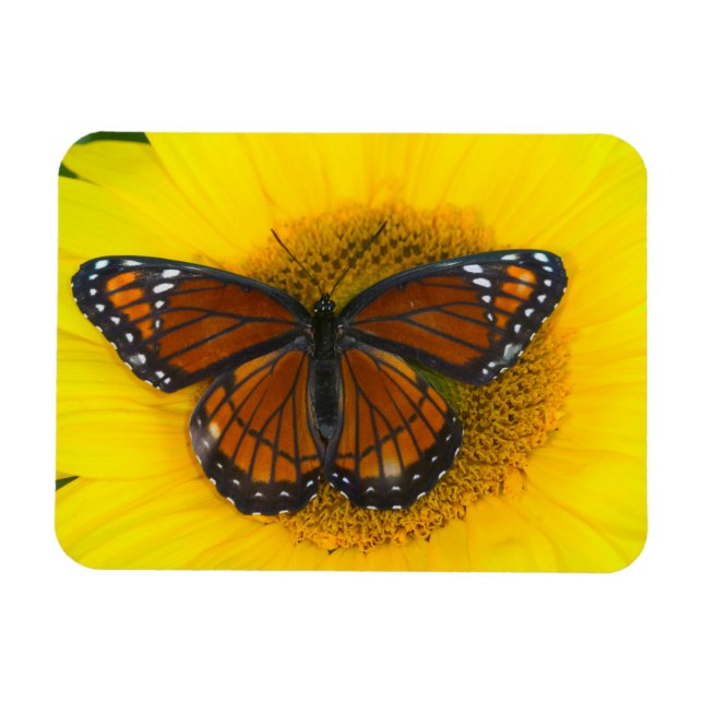 En vicekunglig praktfjäril | Limenitis Archippus Magnet (Horisontell)
