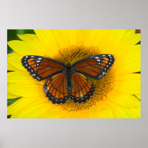 En Viceroy-fjäril Limenitis Archippus Poster