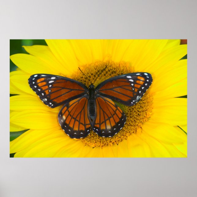 En Viceroy-fjäril | Limenitis Archippus Poster (Framsidan)
