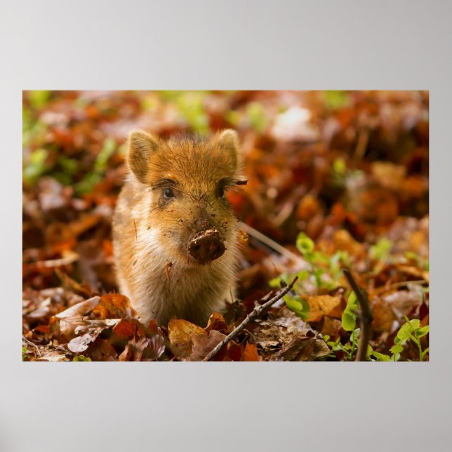 En Vild Boar Piglet Sus Scrofa i Höst löv Poster (Framsidan)