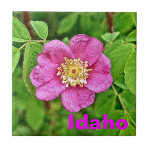 En Vild Ro - Idaho Kakelplatta