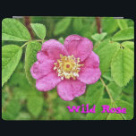 En Vild Ro iPad Skydd<br><div class="desc">En digital återgivning av vilden ro. Anpassadet som läser "Vild Ro" visas också. Ofta är det som anses vara en vild ro, flytande rosa ros kring övergivna hemplatser, inte vild rosor, utan ättlingarna till odlad rosor tuff tillräckligt för att överleva utan mänsklig omsorg. . - Ro har hybridiserats sedan romartiden...</div>