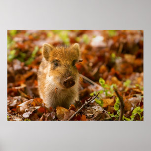 En vildsvinPigletSus Scrofa i höst löv Poster