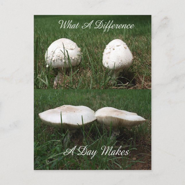 En vilken skillnad om dagen gör vykort (Framsida)