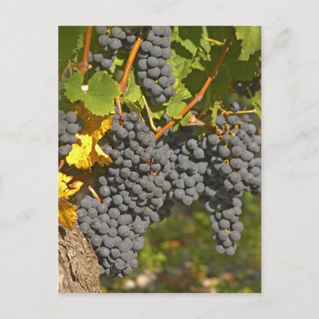En vinplanta med mogna Merlot-druvklasar - Chateau Vykort (Framsida)