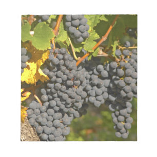 En vinstock med mogna klasar av Merlot-druvor - Ch Anteckningsblock