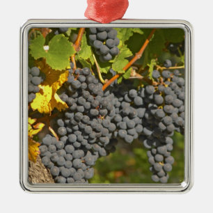 En vinstock med mogna klasar av Merlot-druvor - Sl Julgransprydnad Metall