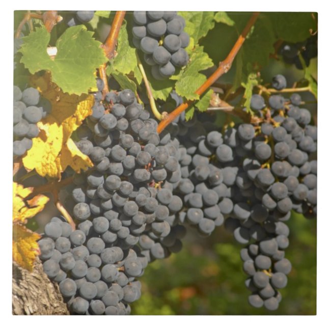En vinstock med mogna Merlot-druvklasar - Chateau Kakelplatta (Framsidan)