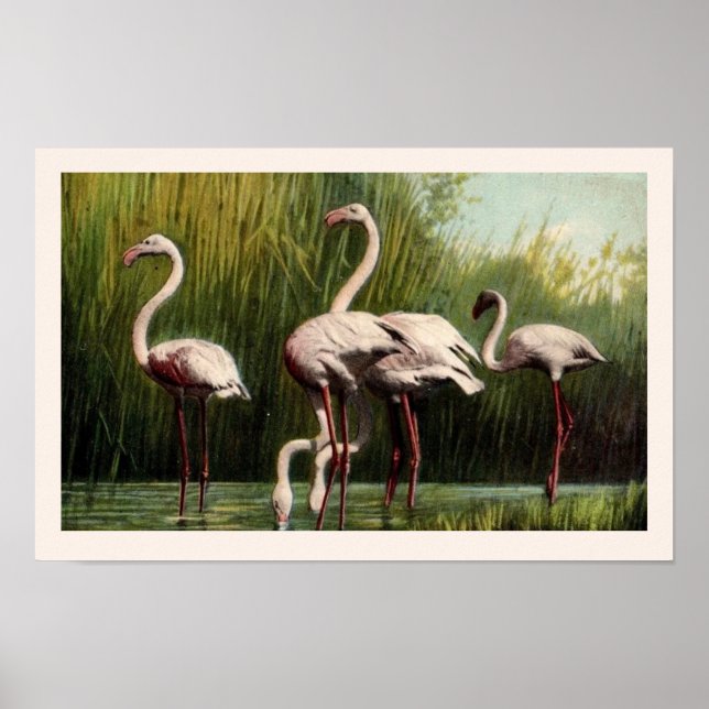 En Vintage Rosa Flamingo Tryck (Framsidan)
