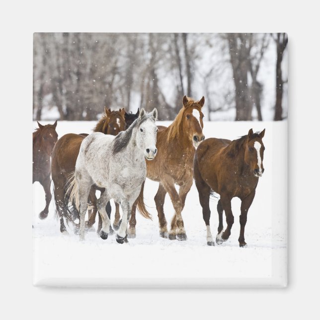 En vinterscen av löpning magnet (Framsidan)