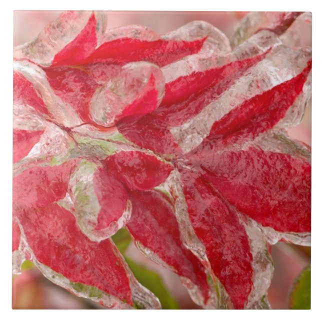 En vinterstorm som täcker löven av kakelplatta (Framsidan)