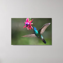 En Violettörad Kolibri i Molnskogen