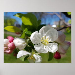 En vit blomma av ett äpple träd. Vår Poster