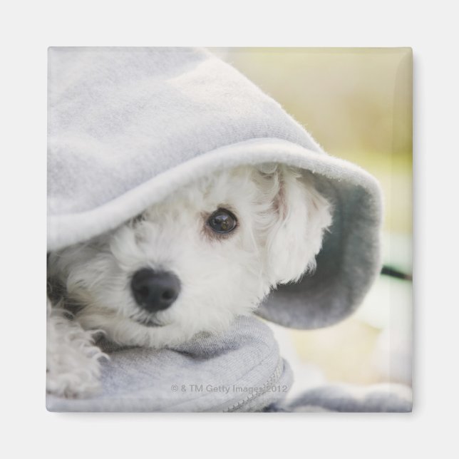 en vit hund med en huva skjorta magnet (Framsidan)