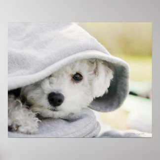 en vit hund med en huva skjorta poster