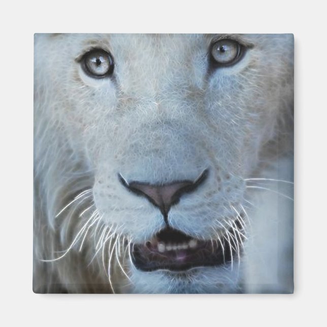 En vit Lejon i södra Afrikan Magnet (Framsidan)