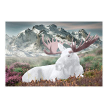 En vit moose i Montain