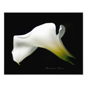 En vit och ren Calla Lily:En blommans anatomi Fototryck