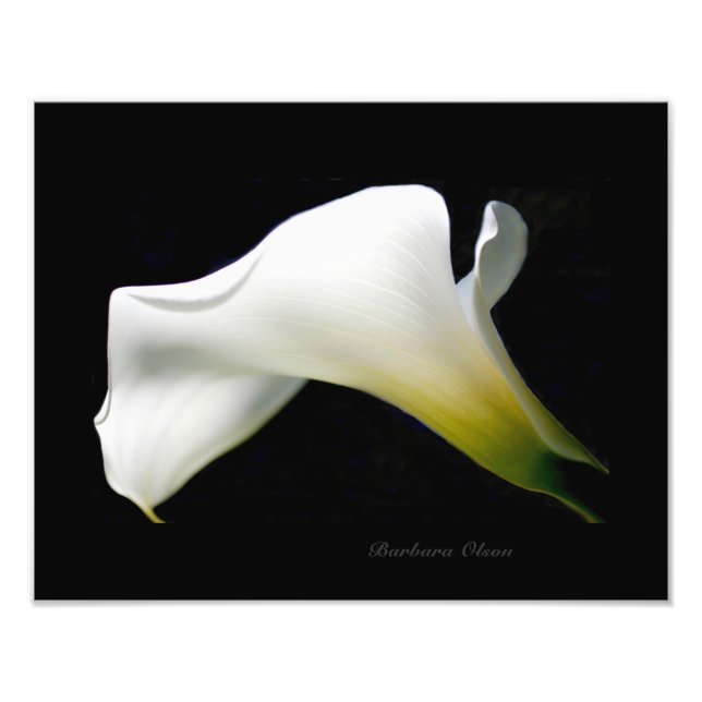 En vit och ren Calla Lily:En blommans anatomi Fototryck (Framsidan)