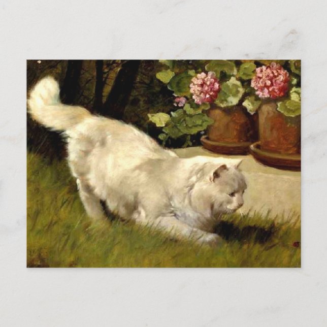 En vit persisk katt som tittar på en Ladybug Vykort (Framsida)