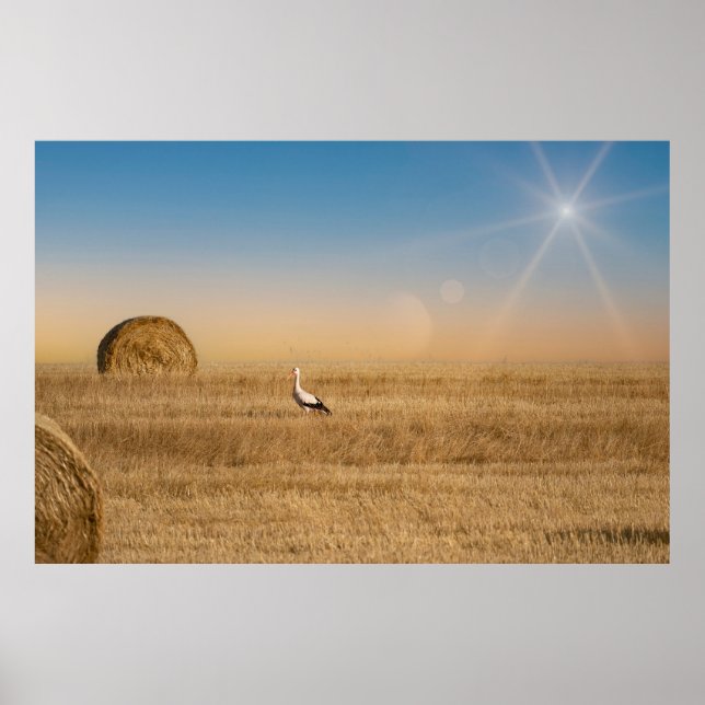 En vit stork  poster (Framsidan)