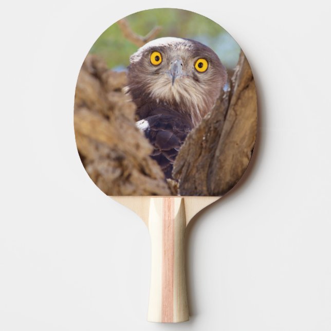 En vitbröstad ormörn pingisracket (Framsidan)