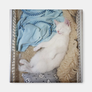 En vitkatt som sovar i en tvättkorg, magnet