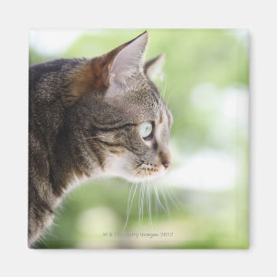 En vuxen tabby katt som stirrar ut ur ett fönster magnet