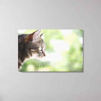 En vuxen tabby katt startar ut från ett fönster canvastryck