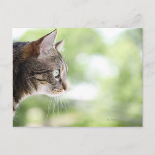 En vuxen tabby katt startar ut från ett fönster vykort
