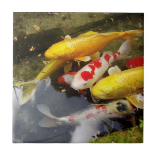 En waterwayfullt av japanska koicarps kakelplatta