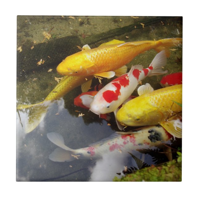 En waterwayfullt av japanska koicarps kakelplatta (Framsidan)