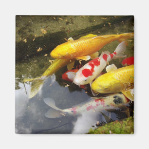 En waterwayfullt av japanska koicarps magnet