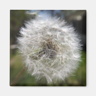 En Wish i danandemagneten Magnet