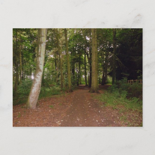 En Woodland Walk. Vykort (Framsida)