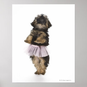 En Yorkie-poo-valp i en tutu på hennes baksida i b Poster