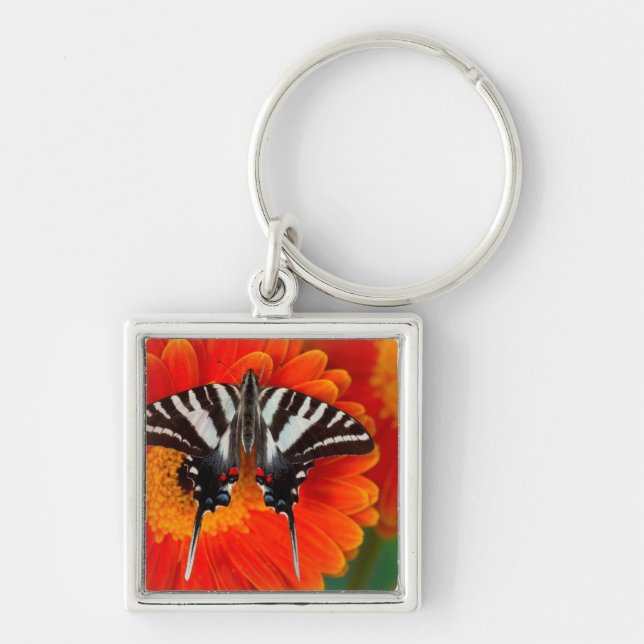 En Zebra Swallowtail Fjäril Fyrkantig Silverfärgad Nyckelring (Framsidan)