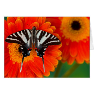 En Zebra Swallowtail Fjäril Hälsningskort