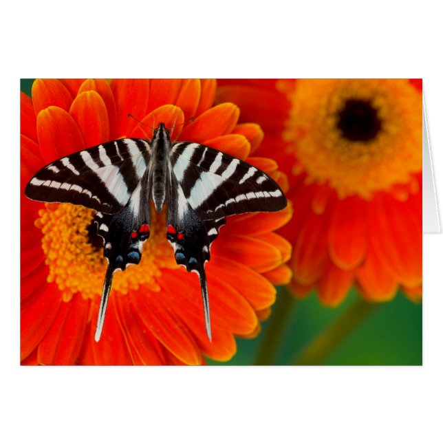 En Zebra Swallowtail Fjäril Hälsningskort (Framsidan Horizontal)