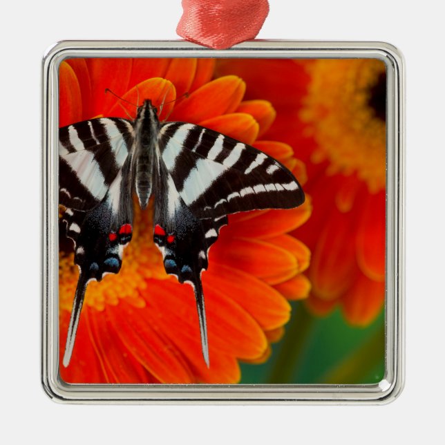 En Zebra Swallowtail Fjäril Julgransprydnad Metall (Framsidan)