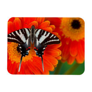 En Zebra Swallowtail Fjäril Magnet