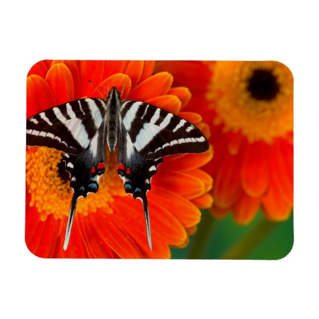 En Zebra Swallowtail Fjäril Magnet (Horisontell)